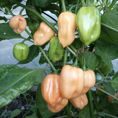 Chile Habanero Pink - comprar online