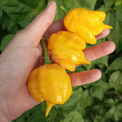 Carolina Reaper Orange - LA HUERTA ORGÁNICA SEMILLAS