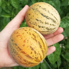 Melón Tigre