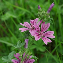 Malva Medicinal