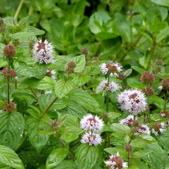 Menta Piperita