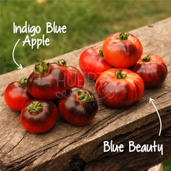 Tomate Indigo Blue Apple