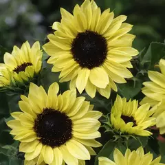 Girasol Moonshine