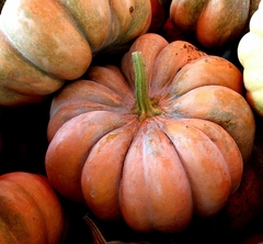 Calabaza Musquee de Provence en internet