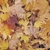 papel de parede adesivo folhas de outono still