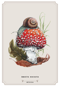 Arte Impressa Fungo 1 - Amanita muscaria - comprar online