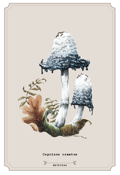 Arte Impressa Fungo 2 - Coprinus Comatus - comprar online