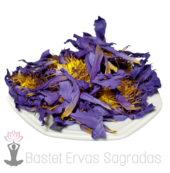 Flor de Lótus azul Nymphaea caerulea Desitrada 20 gramas - comprar online