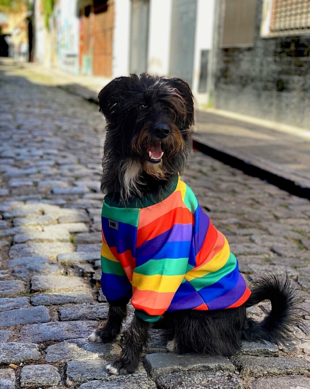 BUZO ARCOIRIS Comprar en MRBIGOTES.OK
