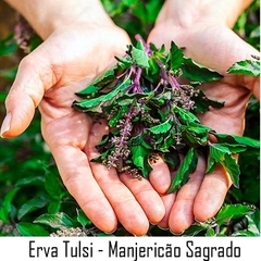 Imagem do Incenso Orgânico Massala Sri Tulsi Goloka - Indiano