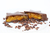 Box de chocolates com 5 amendoas de cacau 1 barra de 500g 1 tubo de nibs 1 estrela de chocolate recheada com damasco na internet