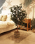 Ficus x18 x1.80 mt - comprar online