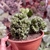 Euphorbia Lactea Cristata Matriz - comprar online