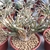 Cacto Astrophytum Caput Medusae - comprar online