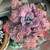 Echeveria Gibbiflora Lilac Frost - comprar online