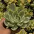 Echeveria Green Mint