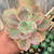 Echeveria Shavianna Rose Rainbow