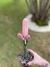 Euphorbia Abdelkuri cv. Damask Variegata Pink - comprar online