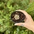 Pachyphytum Compactum x Echeveria Colorata - comprar online