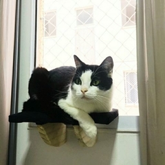 Prateleira de janela para gatos-gatificaçao personalizada, Pet Art na internet