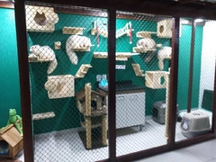 Playground completo para gatos - Aventureiro, 19 peças - gatificaçao personalizada, verticalizaçao para gatos - comprar online