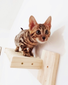 Imagem do Playground para gatos ECO NICHO, 14 peças - gatificaçao pet art, verticalização