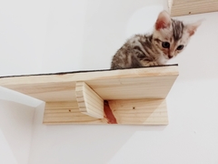 Playground para gatos - Gato Felix, 20 peças, completo-gatificação completa com arranhador para gatos na internet