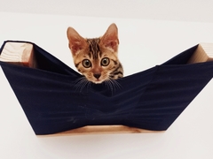Cama suspensa para gatos - Gatificaçao personalizada, vericalizaçao na internet