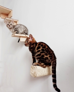 Dois gatos brincando em um playground para gatos com prateleiras de madeira e um rolo de sisal.