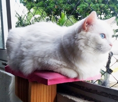 Prateleira de janela para gatos-gatificaçao personalizada, Pet Art - Gatificação Pet Art - playground para gatos, marcenaria para animais. Melhores preços 