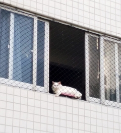 Prateleira de janela para gatos-gatificaçao personalizada, Pet Art - loja online
