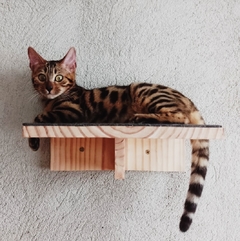 Prateleira para gatos, gatificação - verticalização personalizada, peças para playground de gatos em madeira maciça - Gatificação Pet Art - playground para gatos, marcenaria para animais. Melhores preços 