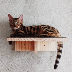 Playground para gatos 7 peças - FÍGARO - gatificação personalizada, verticalização na internet