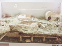 Caixa de areia para pequenos roedores- roedificacao, enriquecimento ambiental