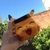 Mate Pikachu - comprar online