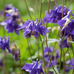 AQUILEGIA (Aquilegia vulgaris)