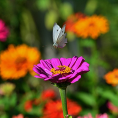 Zinnia elegans mix