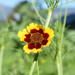 COREOPSIS TINCTORIA (Bella Diana) - tienda online