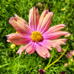 COSMOS APRICOTTA (COSMOS BIPINNATUS APRICOTTA)