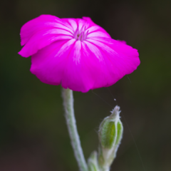 SILENE CORONARIA (CLAVEL LANUDO) - Jardin de campo