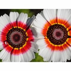 CRISANTEMO TRICOLOR (CHRYSANTHEMUM CARINATUM) - comprar online