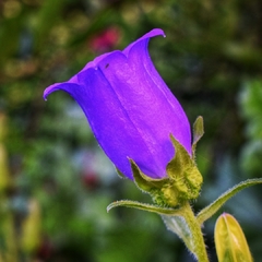 Farolillo CAMPANULA MEDIUM