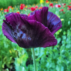 PAPAVER SOMNIFERUM SINGLE BLACK (Amapolas moradas simples) en internet