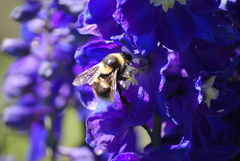 ESPUELA DE CABALLERO PERENNE (Delphinium elatum) en internet