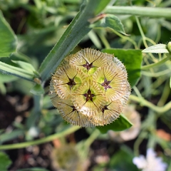 ESCABIOSA MENOR (SCABIOSA STELLATA) en internet