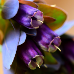 CERINTHE MAJOR VAR. PURPURASCENS (HONEYWORT) - Jardin de campo