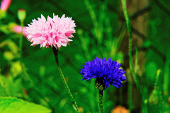 Combo patagónico - Jardin de campo