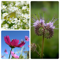 PRADERA "VALS DE MARIPOSAS" (Siembra primavera)