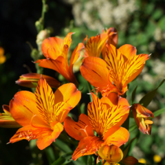 AMANCAY (Alstroemeria aurea)