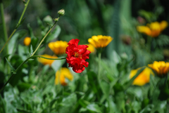 GEUM ROJO (Geum chiloense) - comprar online